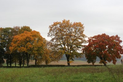 Bildla Nummä 006.jpg