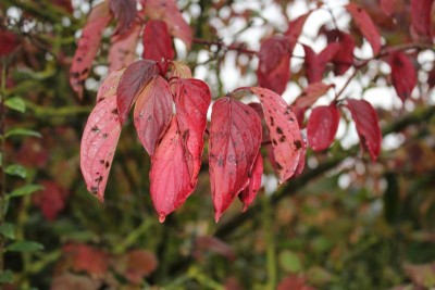 Bildla Nummä 007.jpg