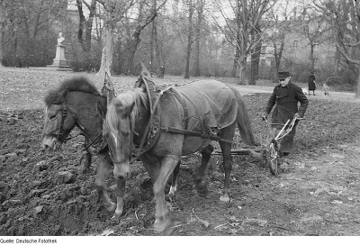 Pferdepflug 19-01.jpg