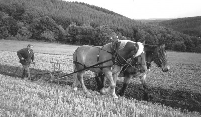 Pferdepflug 18-01.jpg