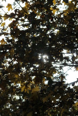 Bildla Nummä 005.jpg