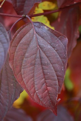 Bildla Nummä 006.jpg