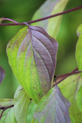 Bildla Nummä 008.jpg