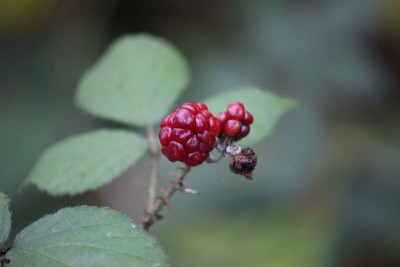 Bildla Nummä 011.jpg