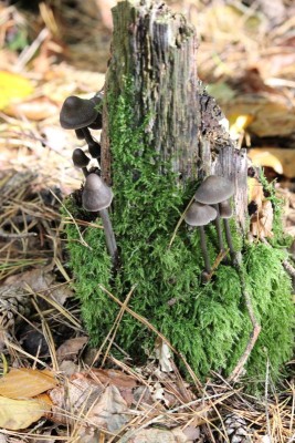 Bildla Nummä 012.jpg