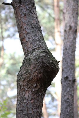 Bildla Nummä 013.jpg