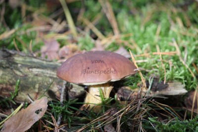 Bildla Nummä 014.jpg