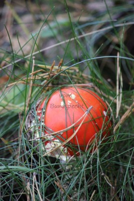 Bildla Nummä 015.jpg