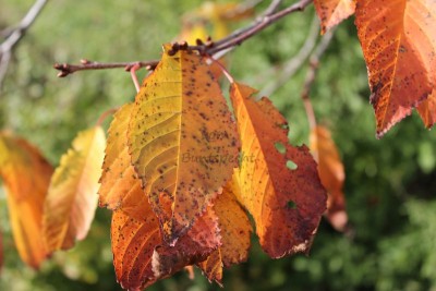 Bildla Nummä 019.jpg