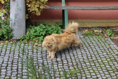 Bildla Nummä 022.jpg