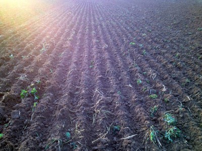 18.10.13 Weizen gesäet.jpg