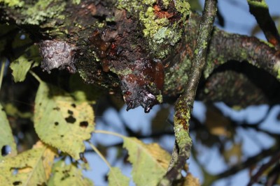 Bildla Nummä 004.jpg