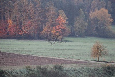 Bildla Nummä 061.jpg