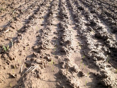 Weizen 26.10.2013(2).jpg