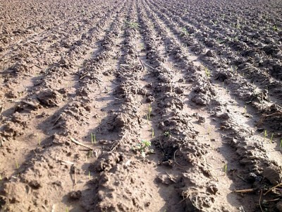 Weizen 26.10.2013(3).jpg