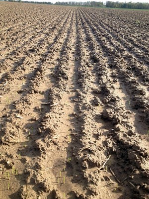 Weizen 26.10.2013.jpg