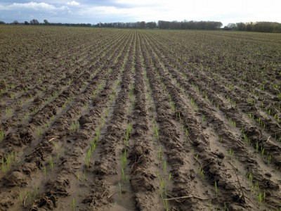 Weizen Tobak 28.10.13.jpg