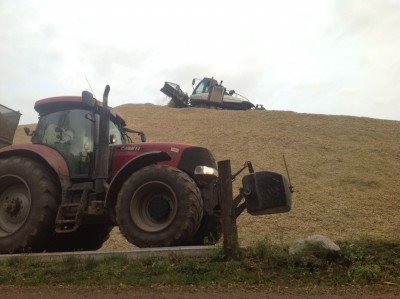 Puma u. Leitwolf.jpg