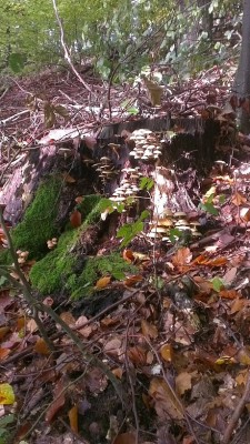 IMAG0328 kleiner.jpg