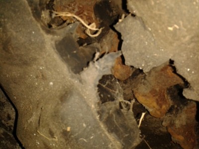 Raupe (3).jpg