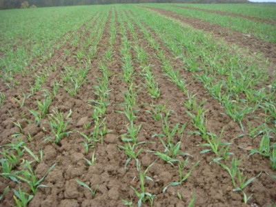 Weizen 2013 mit Nordsten 2000 gesät.JPG