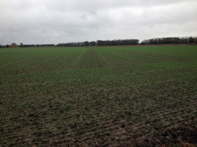 Weizen Tobak 07.11 am 18.10.13 gesäet.JPG