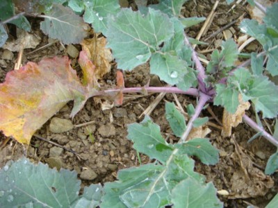 Blauer GrubberRaps.JPG