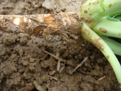 Schädlinge an der Wurzel.JPG