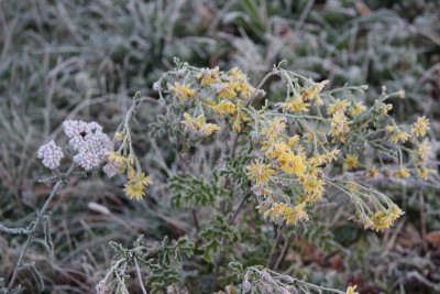 Bildla Nummä 001.jpg