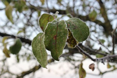 Bildla Nummä 003.jpg