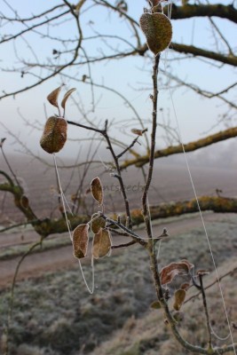 Bildla Nummä 012.jpg