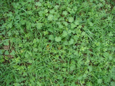 Suchbild Nutzpflanze.JPG