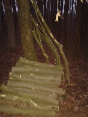 Polter Buche klein dunkel 2.jpg