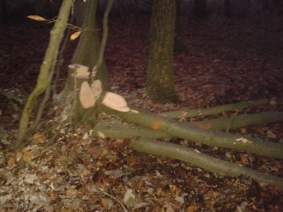 Pascal Fällung Dunkel!.jpg