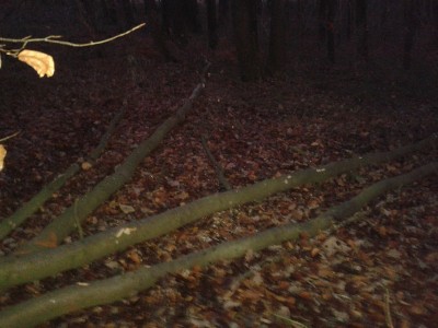 Pascal Fällung Dunkel 2.jpg