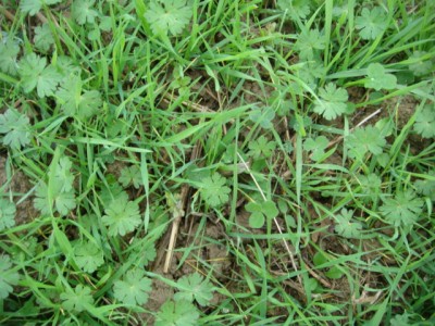 einmal grubbern und säen.JPG