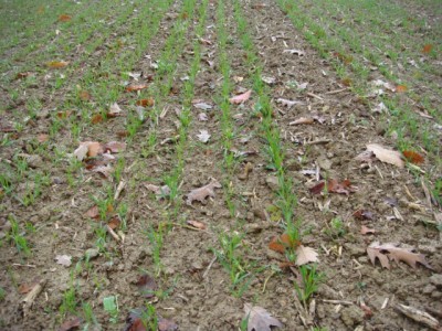 Weizen 1mal gepflügt und gesät.JPG