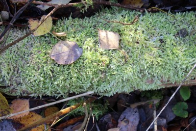 Bildla Nummä 009.jpg