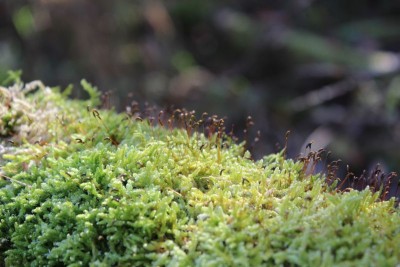 Bildla Nummä 010.jpg