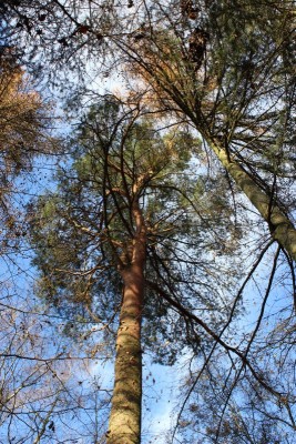 Bildla Nummä 011.jpg