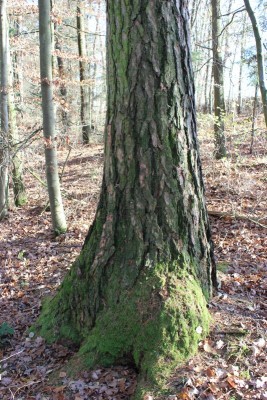 Bildla Nummä 012.jpg