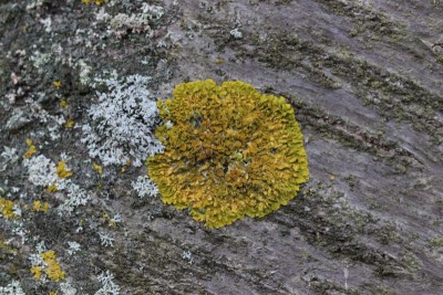 Bildla Nummä 002.jpg