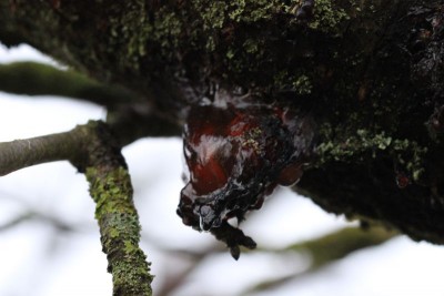 Bildla Nummä 003.jpg