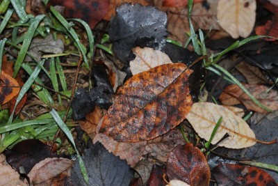 Bildla Nummä 005.jpg