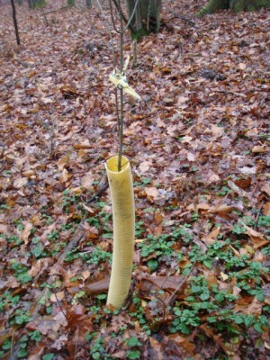 Drainagerohr als Verbissschutz.JPG