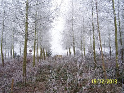 brennholz birke 002.jpg