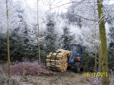 brennholz birke 003.jpg