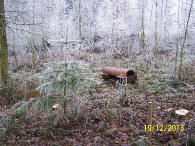 brennholz birke 009.jpg