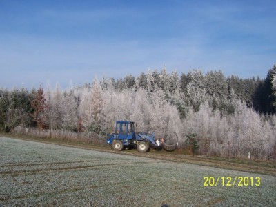 brennholz birke 014.jpg