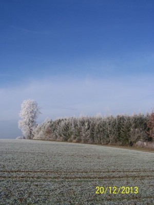 brennholz birke 015.jpg